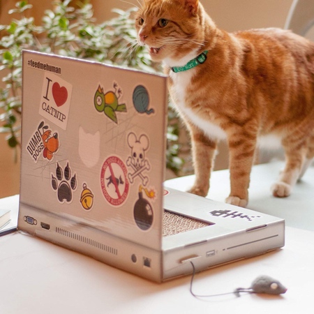 Cat Scratch Laptop