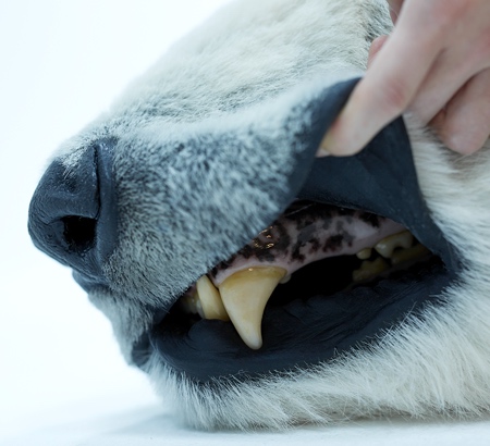 Realistic Polar Bear