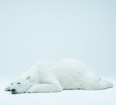 Polar Bear Toys