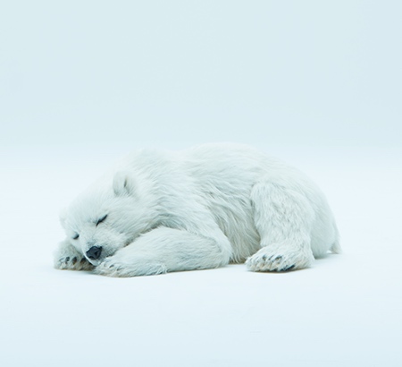 Polar Bear Toy