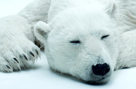 ANIMALS AS ART Polar Bear