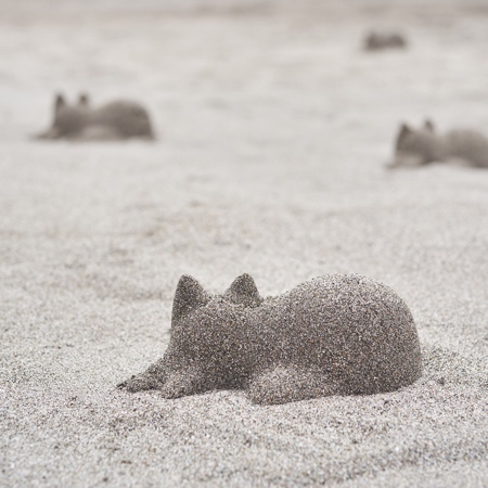 Sand Cat