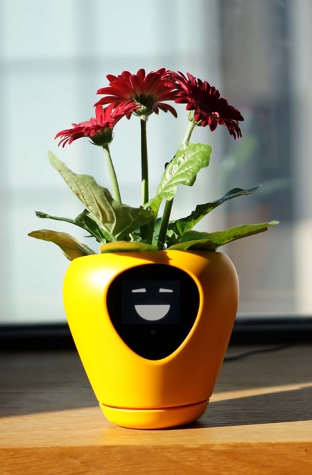 Lua Planter