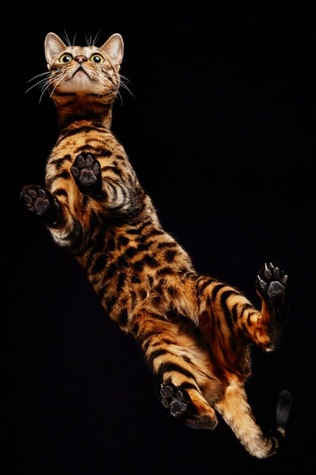 Under Cat