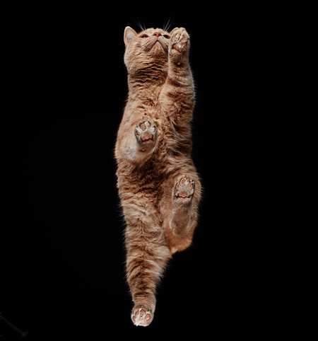 Photos of Cats from Underneath