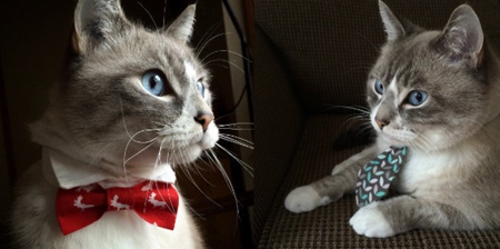 Cat Neckties and Bows