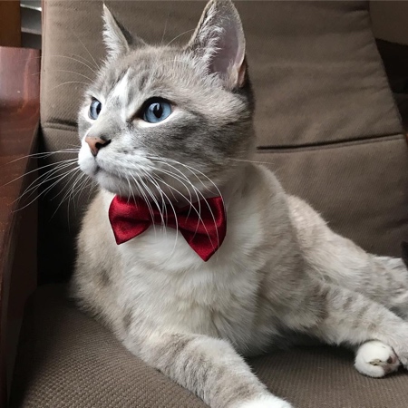 Cat Bow Ties