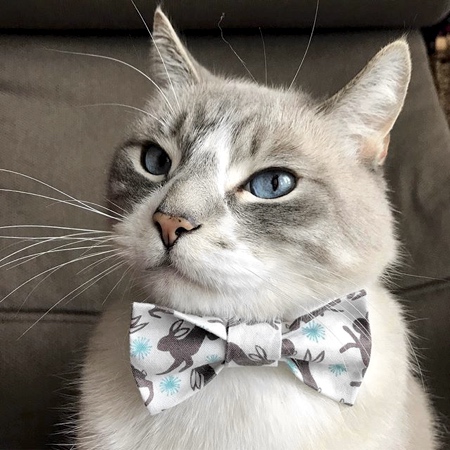 Cat Bow Tie