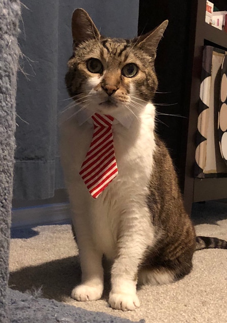 Cat Ties