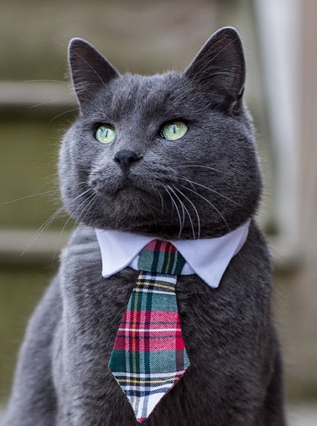 Cat Neckties