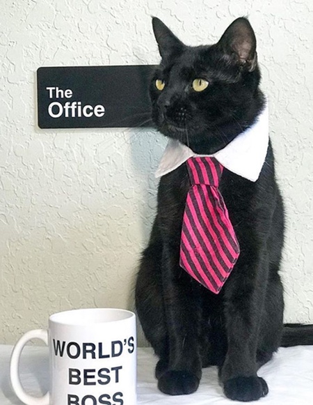 Cat Necktie