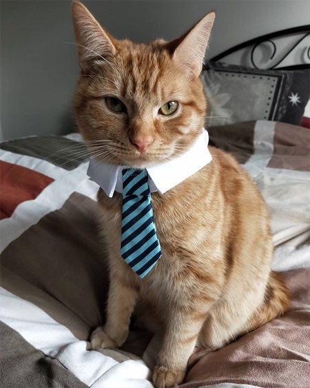 Cat Tie