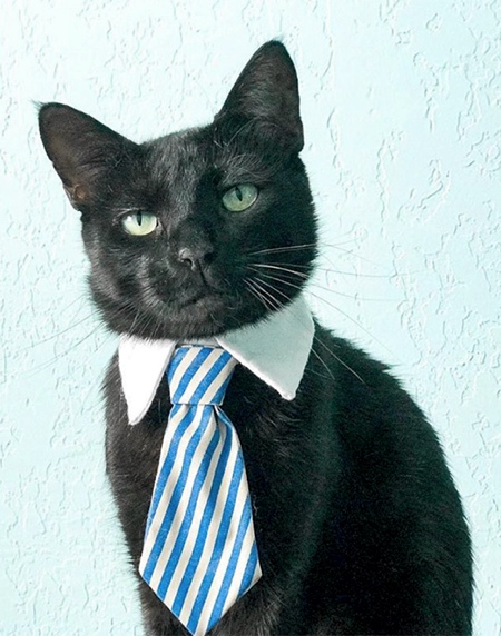 Neckties for Cats