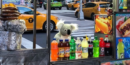 Koalas in New York