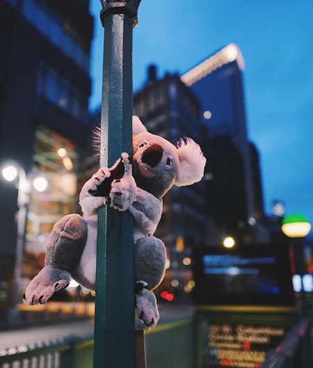 Koalas in New York City