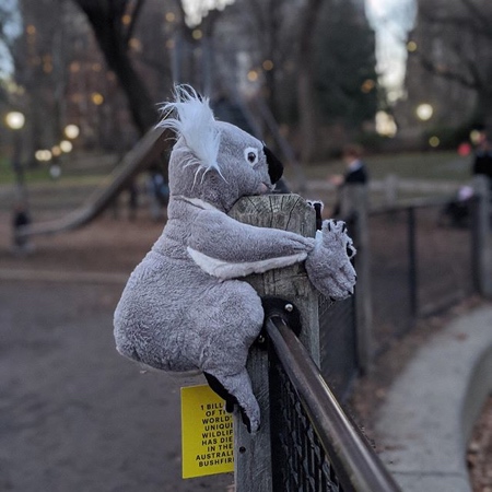 Koalas in NYC