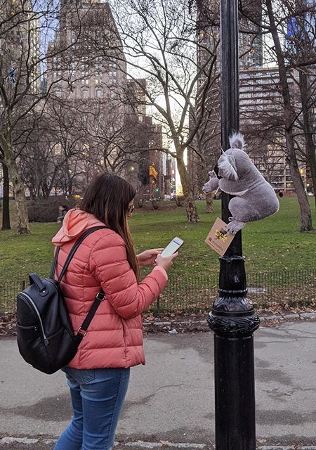 Koala in New York