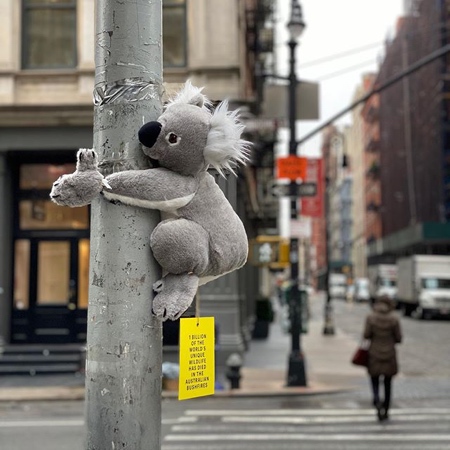 Koala in New York City