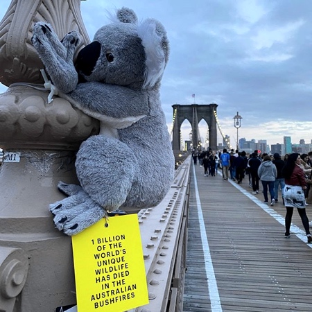 Koala Toys in New York