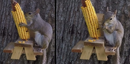 Squirrel Picnic Table