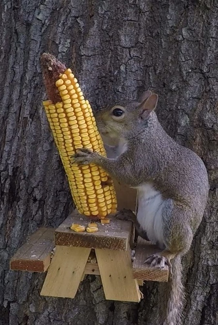 Squirrel Table