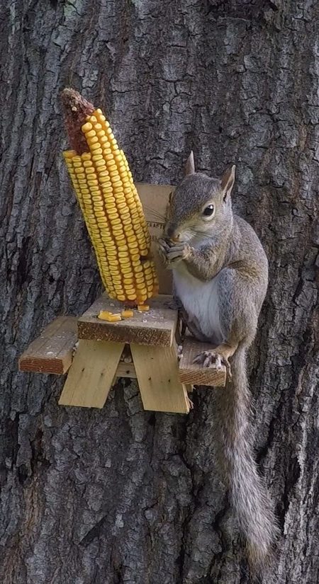 Squirrel Feeder Picnic Table