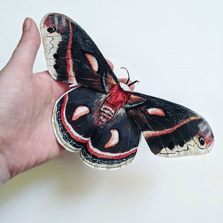 Kerilynn Wilson Butterfly