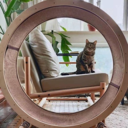 Cat Workout Wheel Chair