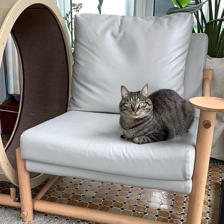 Cat Chair