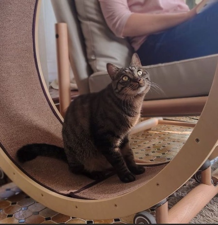 Cat Fitness Chair