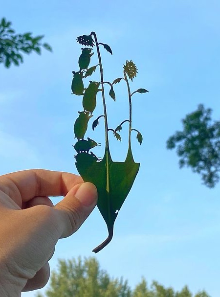 Tree Leaves Art