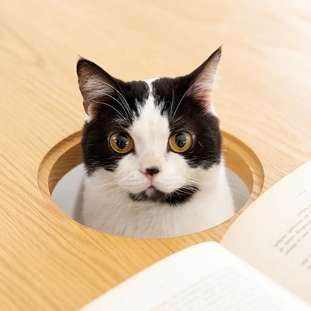 Cat Hole Coffee Table