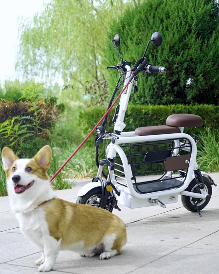 موتور سیکلتی برای حمل سگ و گربه 