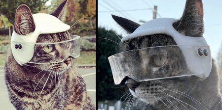 Motorcycle Helmets for Cats