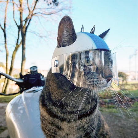 Cat Motorcycle Helmet
