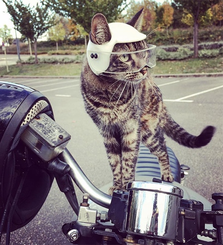 Helmet for Cats
