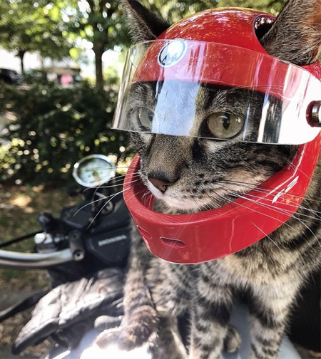 3D Printed Cat Helmet
