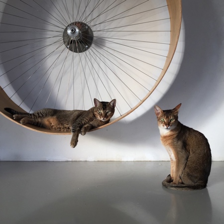 Cat Wheel