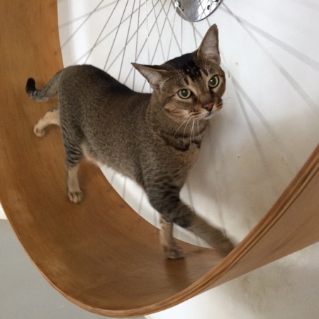 Cat Running Wheel