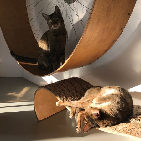 HolinDesign Cat Wheel