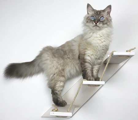 پله هایی برای گربه ها 