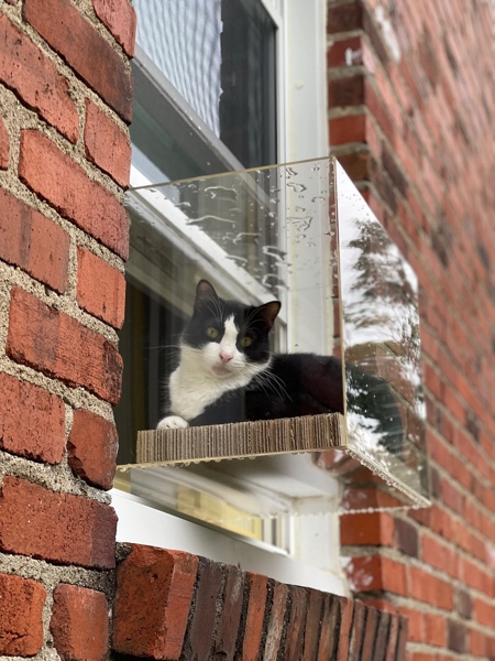Balcony for Cats