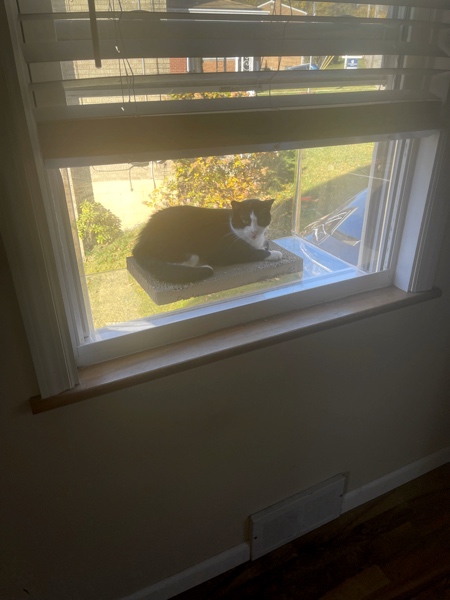 Catio For Your Window