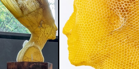 Nefertiti Honeycomb
