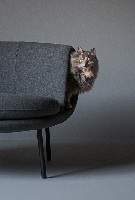 صندلی مدرن که هم برای انسان و هم برای گربه