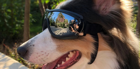 Dog Sunglasses