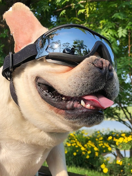 Dog Glasses