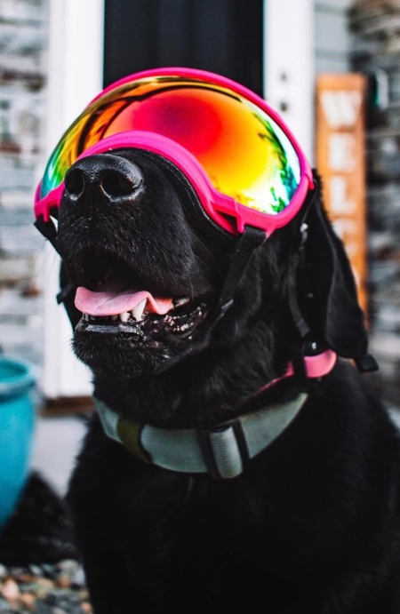 Dog Ski Goggles