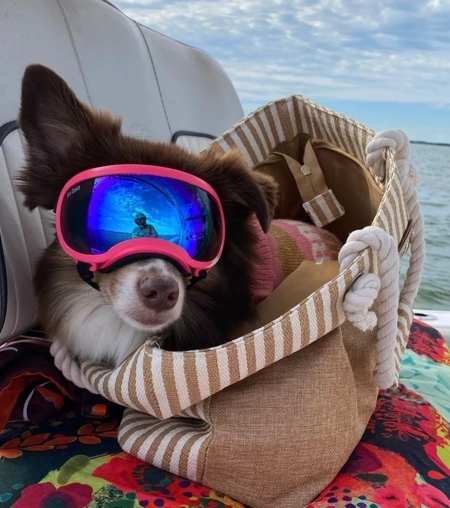 Dog Goggles