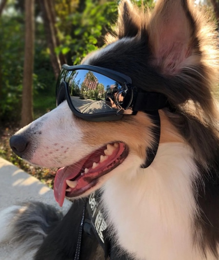 Sunglasses for Dogs